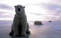polar_wideweb__430×272.jpg